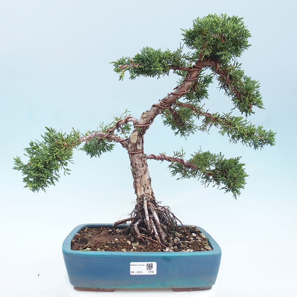 Outdoor bonsai - Juniperus chinensis Kishu - chiński jałowiec