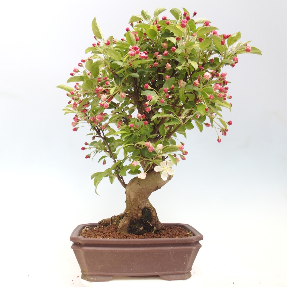 Outdoor bonsai - Malus halliana - Jabłoń drobnoowocowa