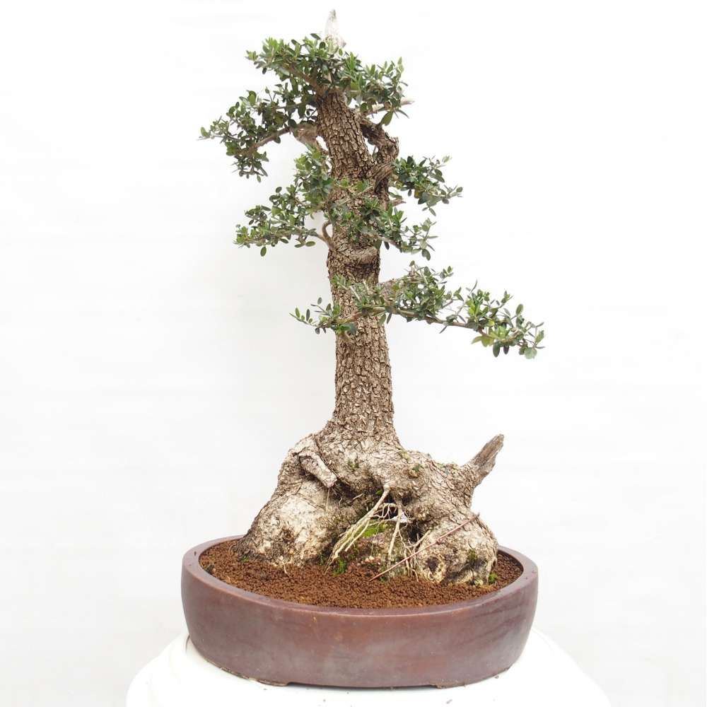 Kryte bonsai - Olea europaea sylvestris - Europejska oliwa z małych liści