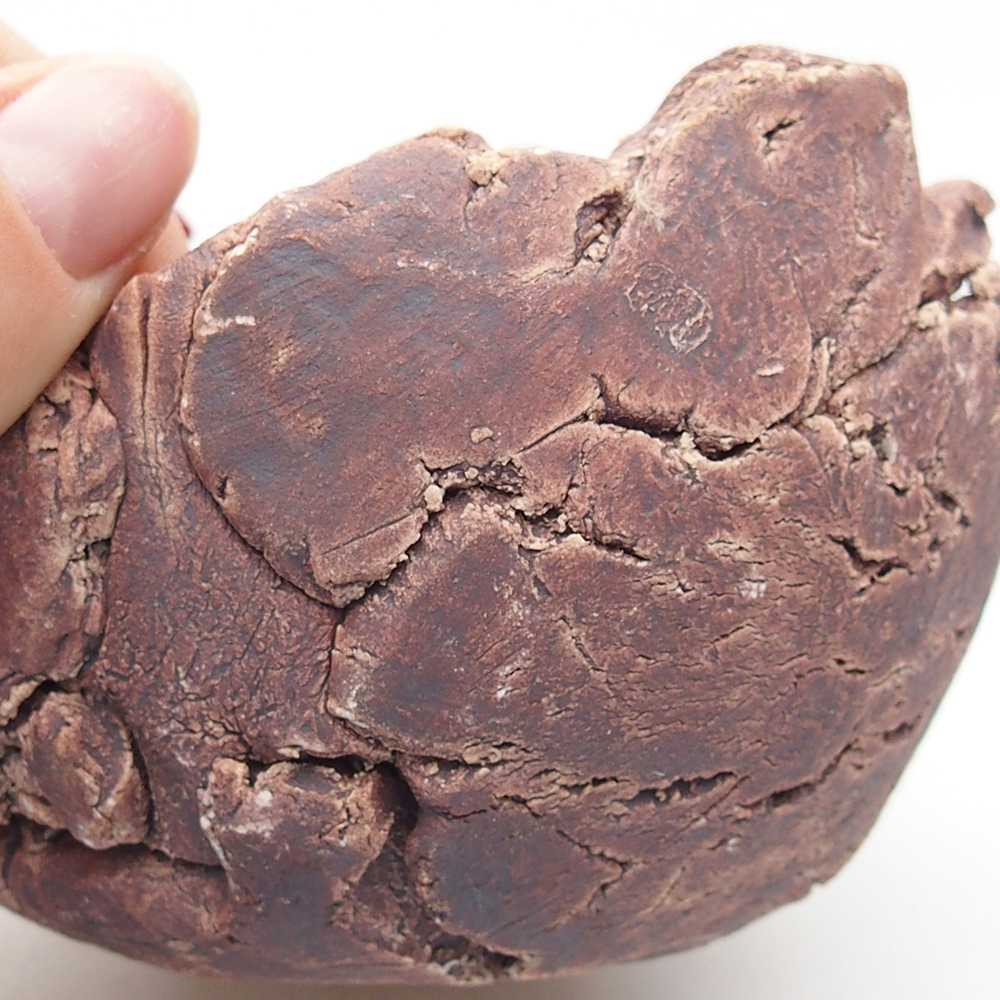 Ceramiczna muszla 9,5 x 9 x 7 cm, kolor brązowy