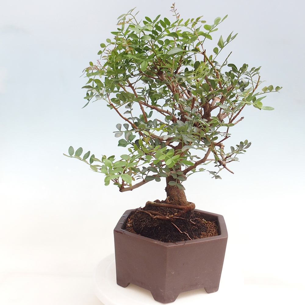 Bonsai pokojowe - Pistacja