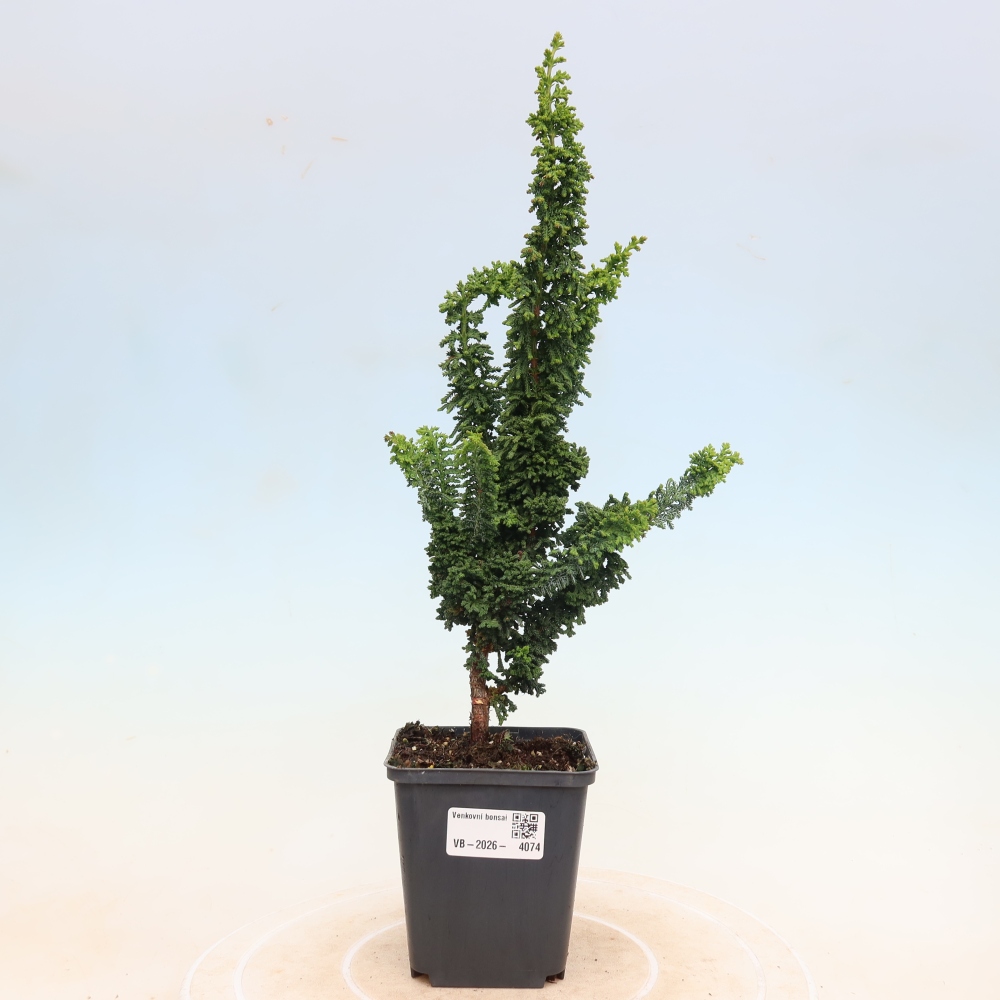 Bonsai zewnętrzne - Cham. obtusa SEKKA HINOKI - Cyprys