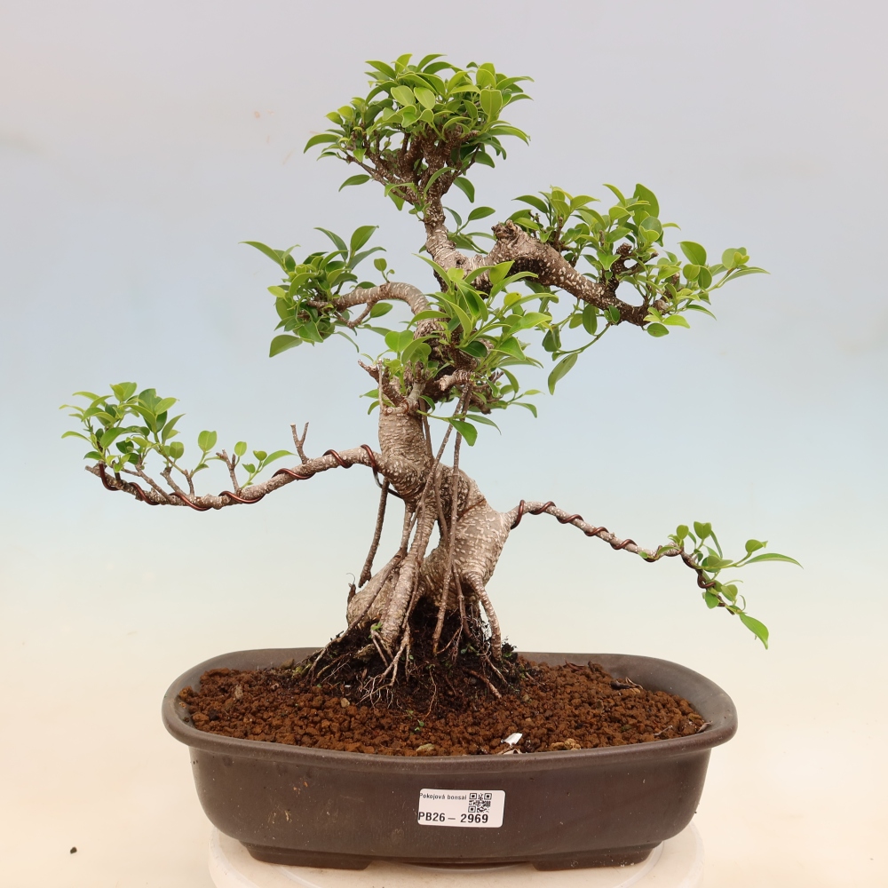 Pokój bonsai - Ficus kimmen - figowiec drobnolistny