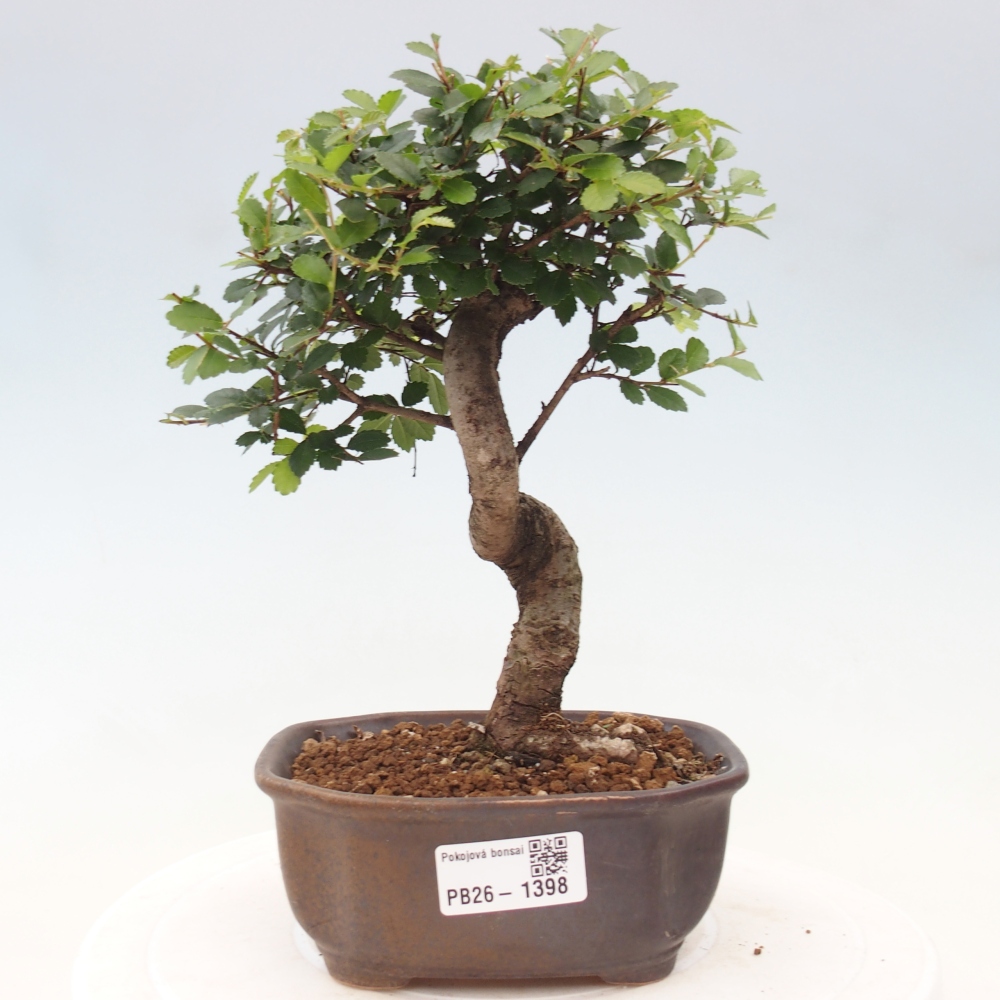 Pokój bonsai - Ulmus parvifolia - Wiąz drobnolistny