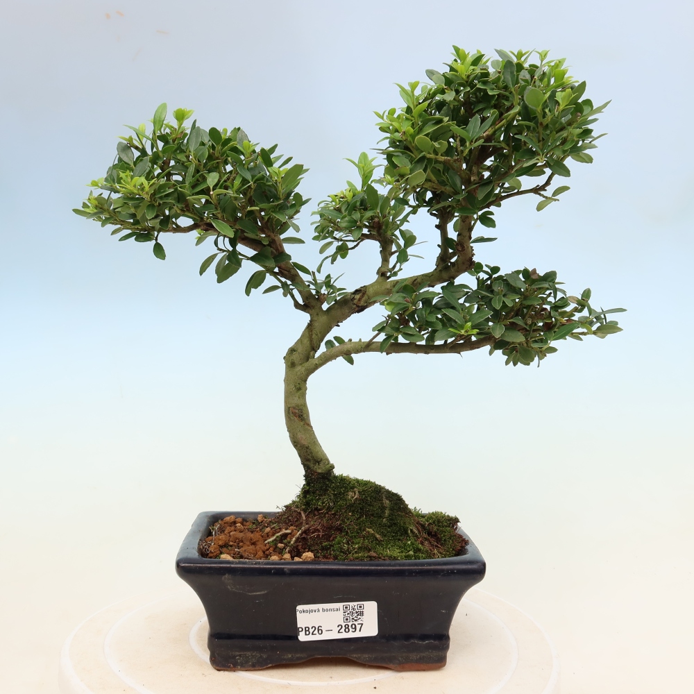 Pokój bonsai - Ilex crenata - Ostrokrzew