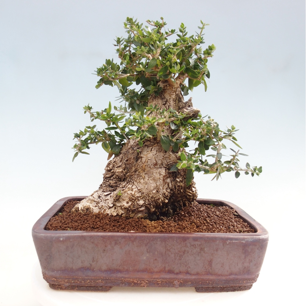 Kryte bonsai - Olea europaea sylvestris - Europejska oliwa z małych liści