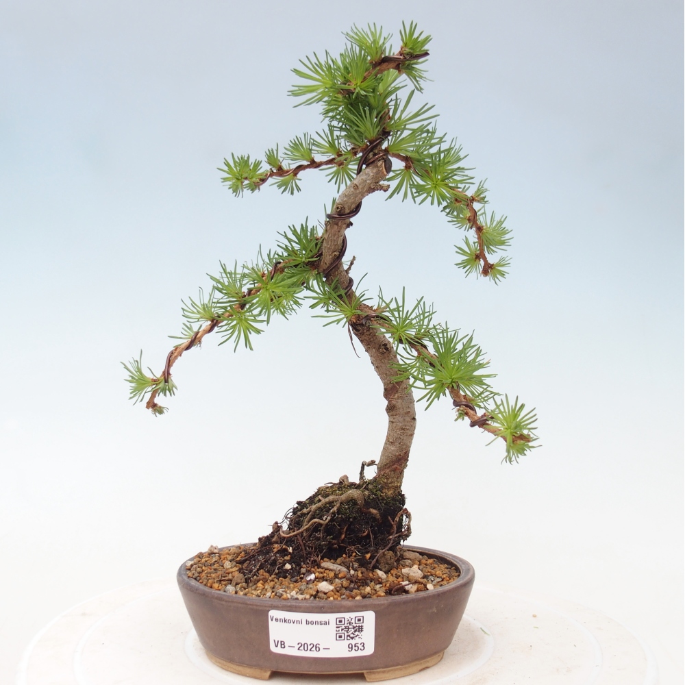 Outdoor bonsai - Larix Kaempferi - Modrzew japoński