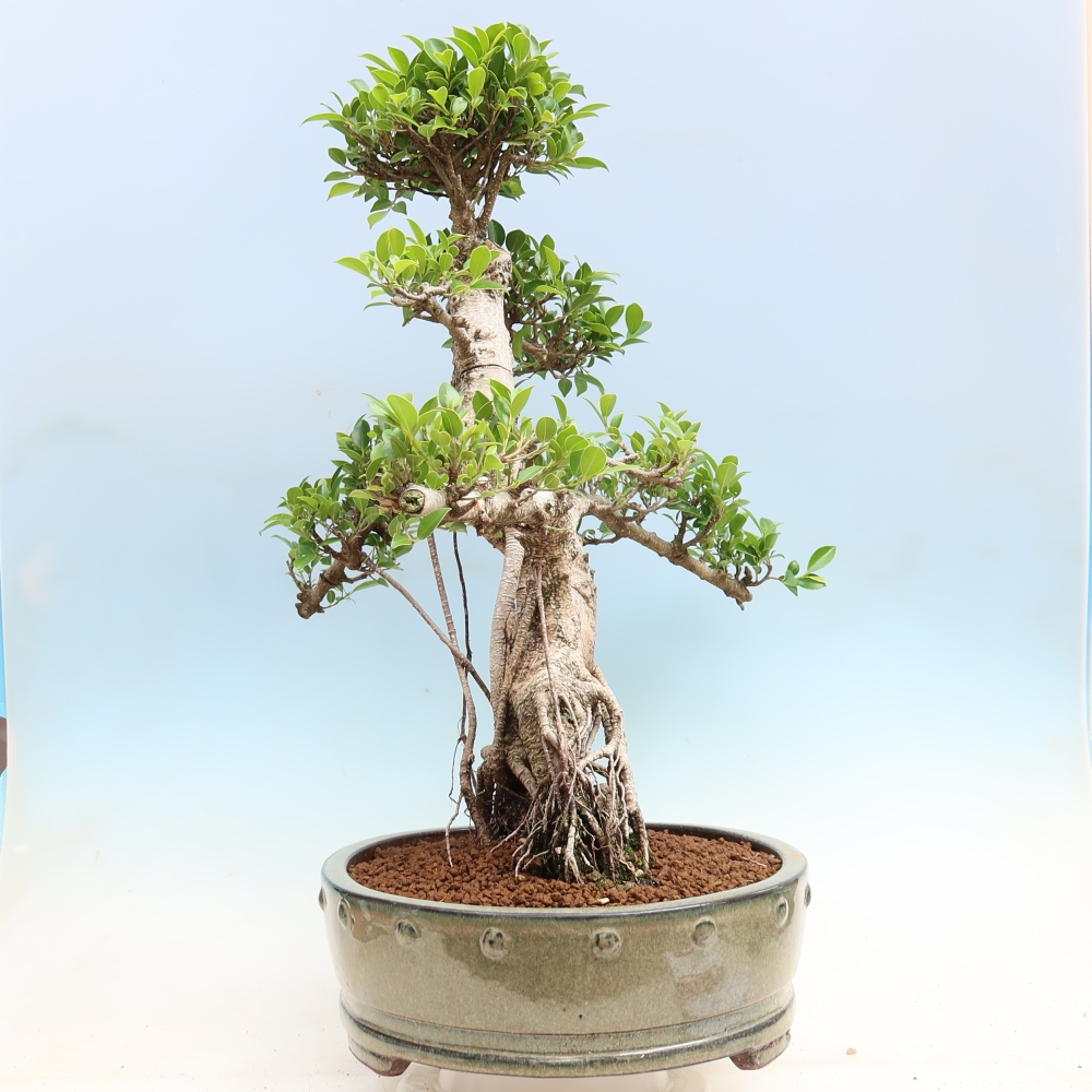 Pokój bonsai - Ficus kimmen - figowiec drobnolistny