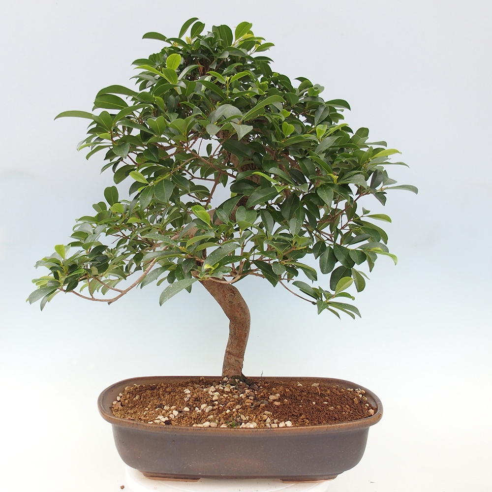 Bonsai pokojowe - Wiśnia australijska - Eugenia uniflora - WYŁĄCZNIE ODBIÓR OSOBISTY lub transport paletowy