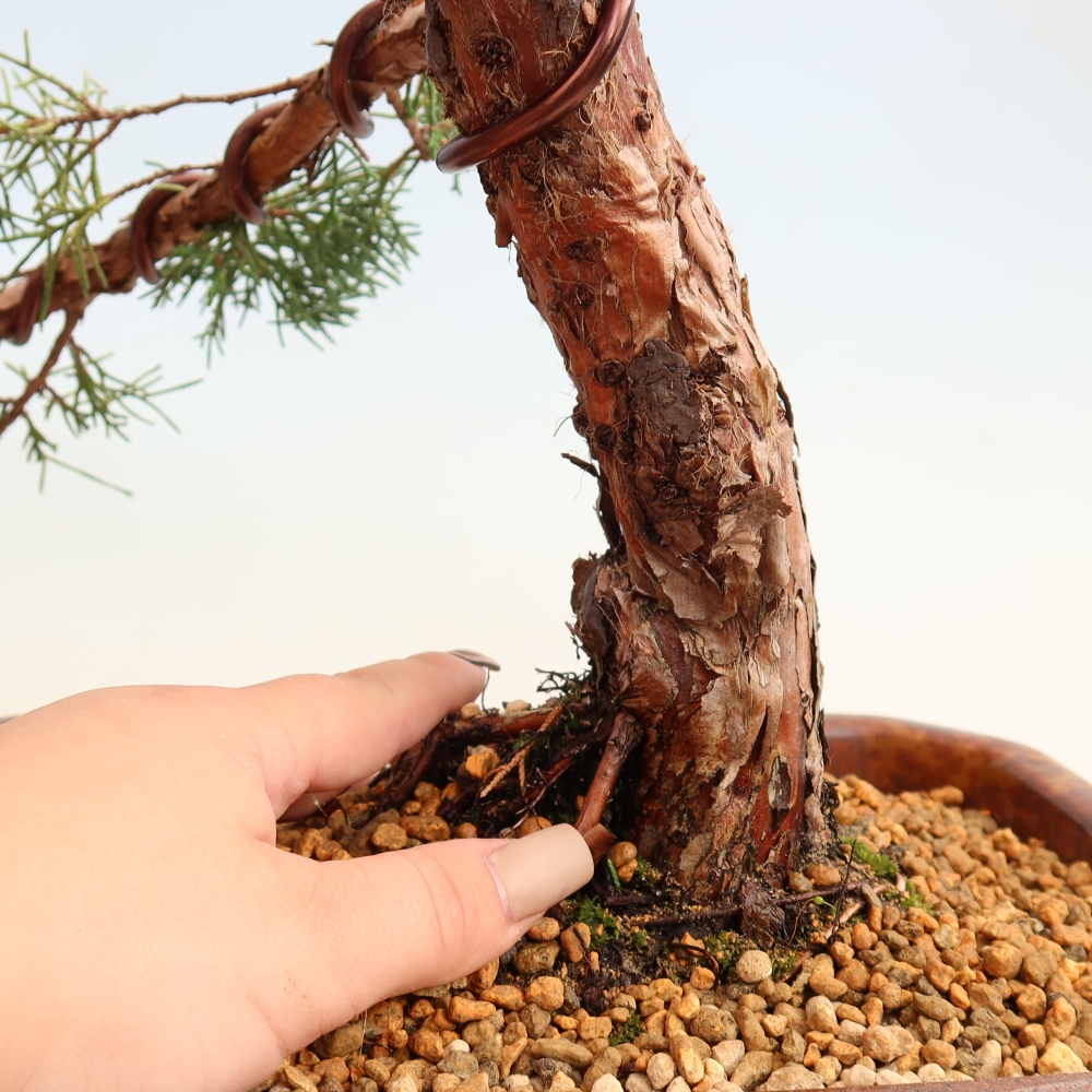 Outdoor bonsai - Juniperus chinensis Kishu