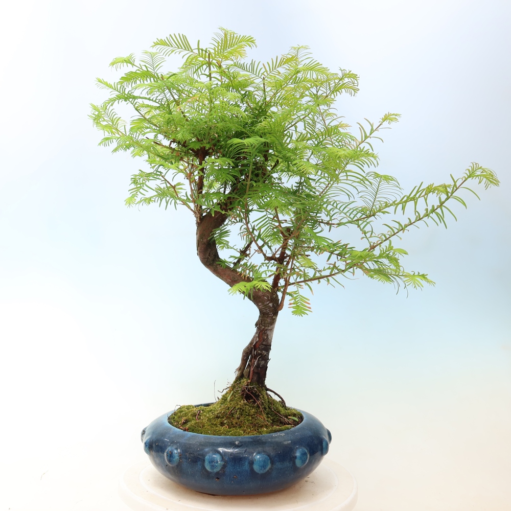 Outdoor bonsai - Metasequoia glyptostroboides - Metasekwoja chińska