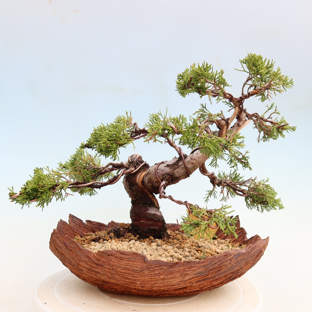 Bonsai ogrodowe – Juniperus chinensis Itoigawa – jałowiec chiński