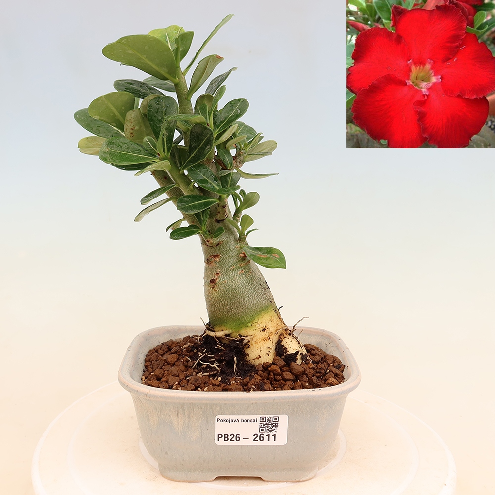 Bonsai pokojowe – Adenium obesum Red Star – Róża pustynna