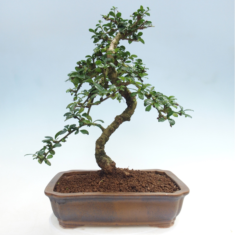 Bonsai pokojowe - Carmona macrophylla - Tea fuki