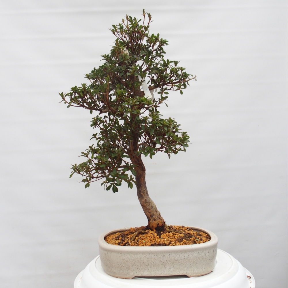 Bonsai zewnętrzne - Azalia japońska - Azalia Hanatsuzuri