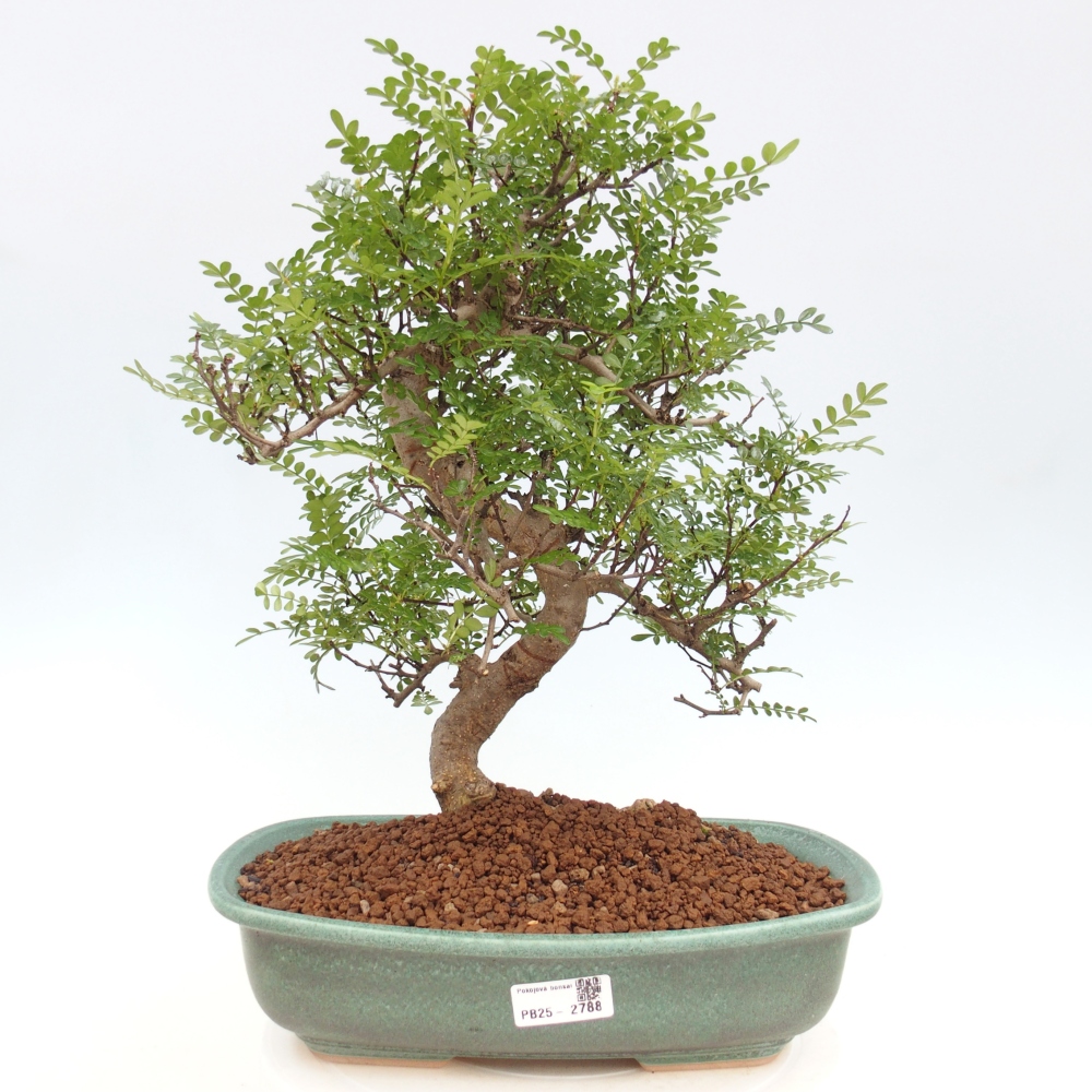 Bonsai do wnętrz - Zantoxylum piperitum - Mięta pieprzowa