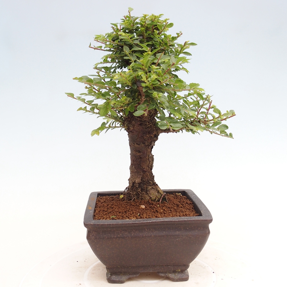 Bonsai zewnętrzne - Ulmus parvifolia Hokkaido - wiąz chiński