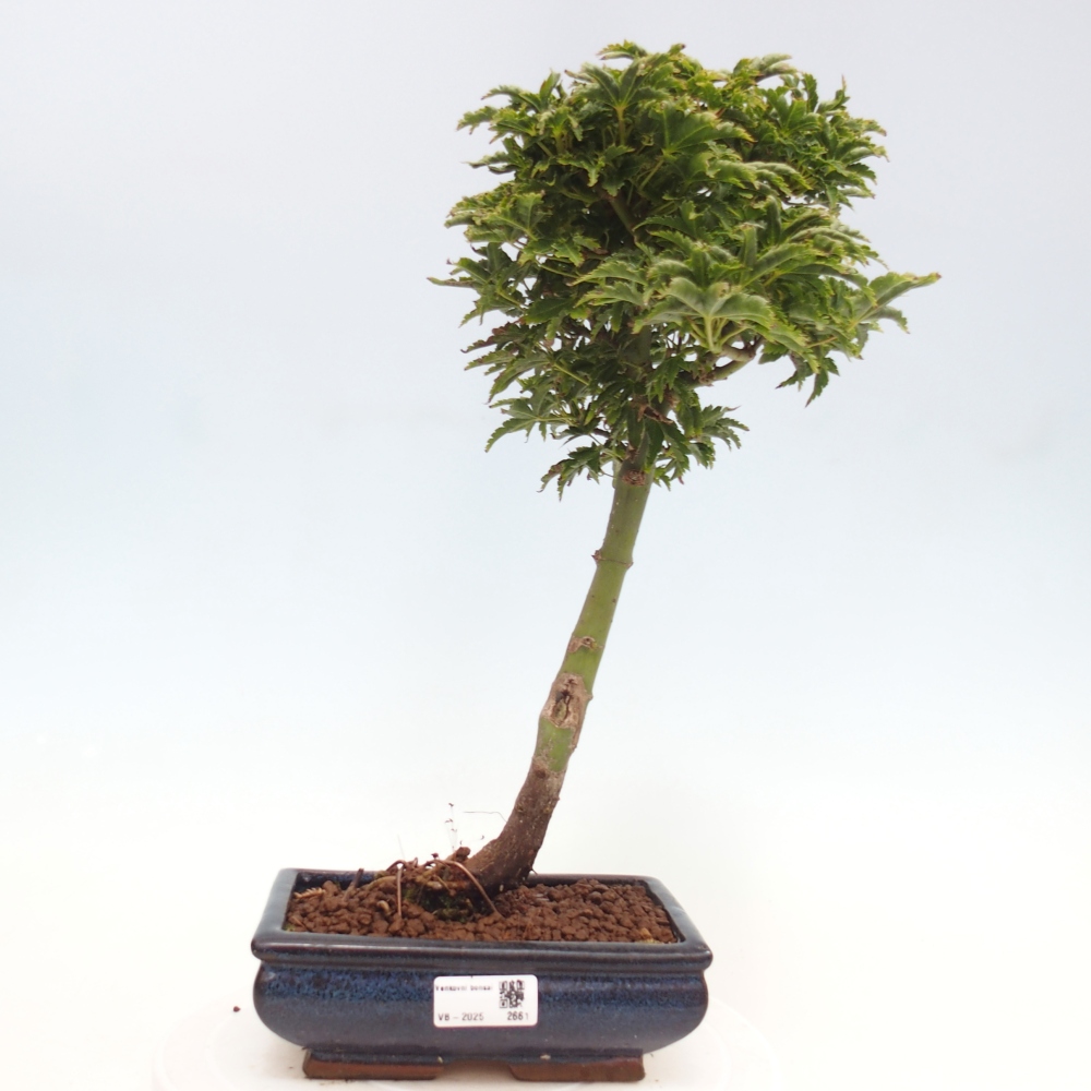 Bonsai zewnętrzne - klon Acer palmatum Shishigashira