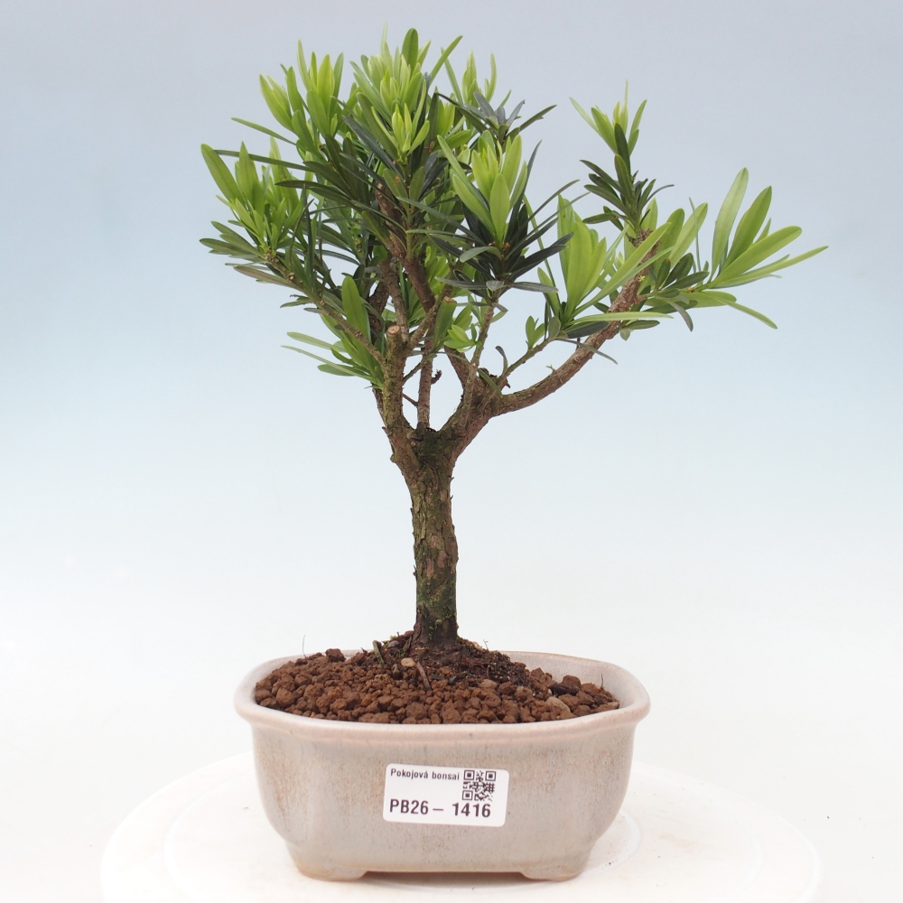 Pokój bonsai - Podocarpus - Kamienny cis