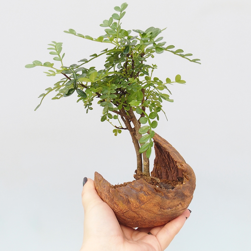 Pokój bonsai - Zantoxylum piperitum - drzewo pieprzowe