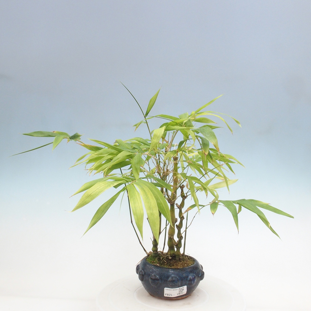 Bonsai wewnętrzne - Bambusowy Budda - Brzuch Bambusowego Buddy