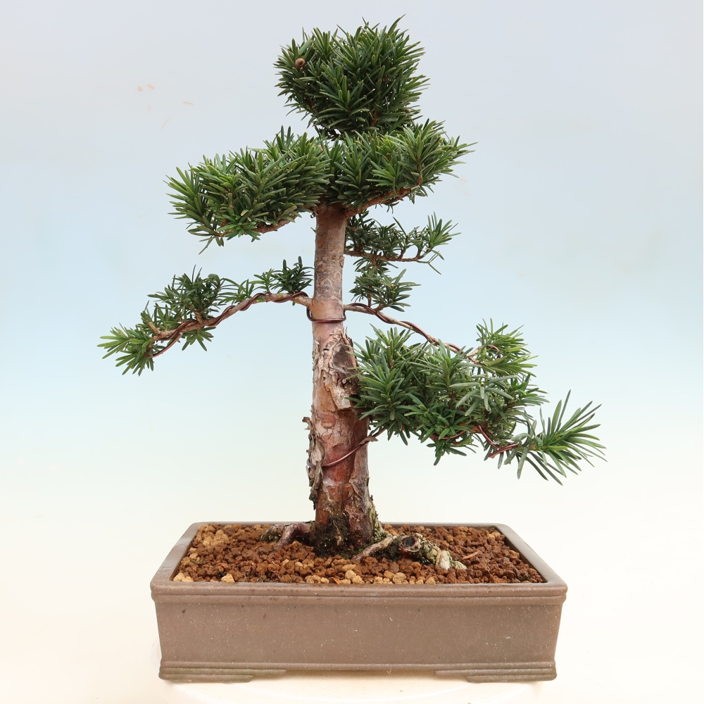 Bonsai ogrodowe – Taxus cuspidata – cis japoński