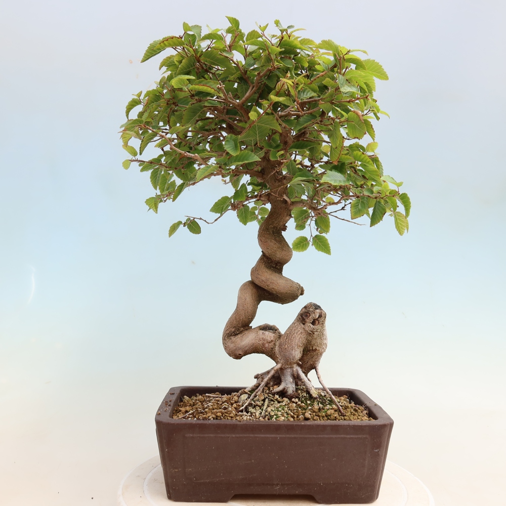 Outdoor bonsai - Carpinus CARPINOIDES - grab koreański