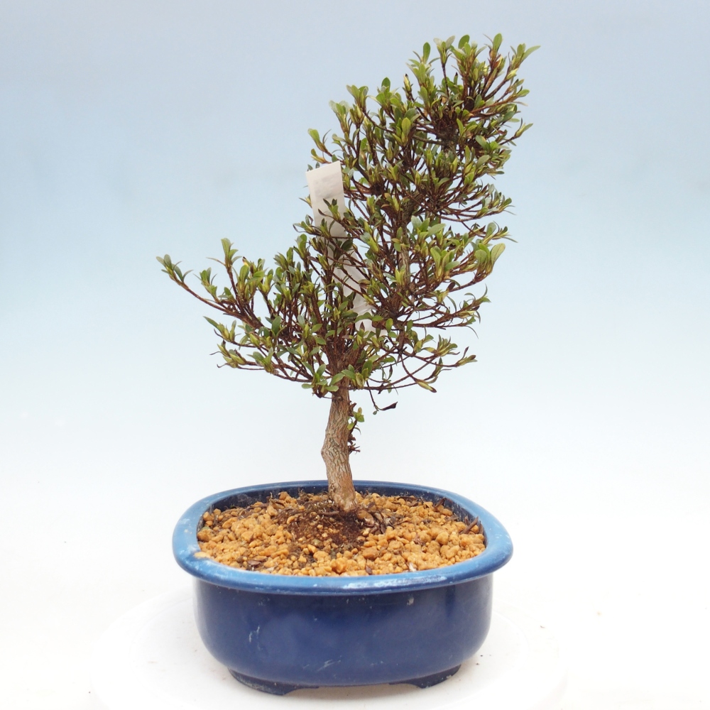 Bonsai zewnętrzne - Azalia japońska - Azalia Nikko