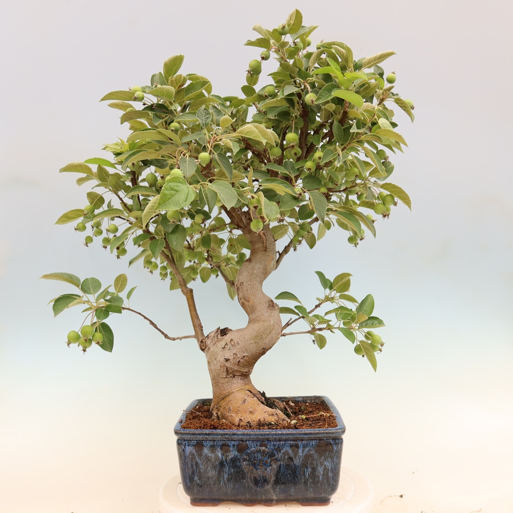 Outdoor bonsai - Malus halliana - Jabłoń drobnoowocowa