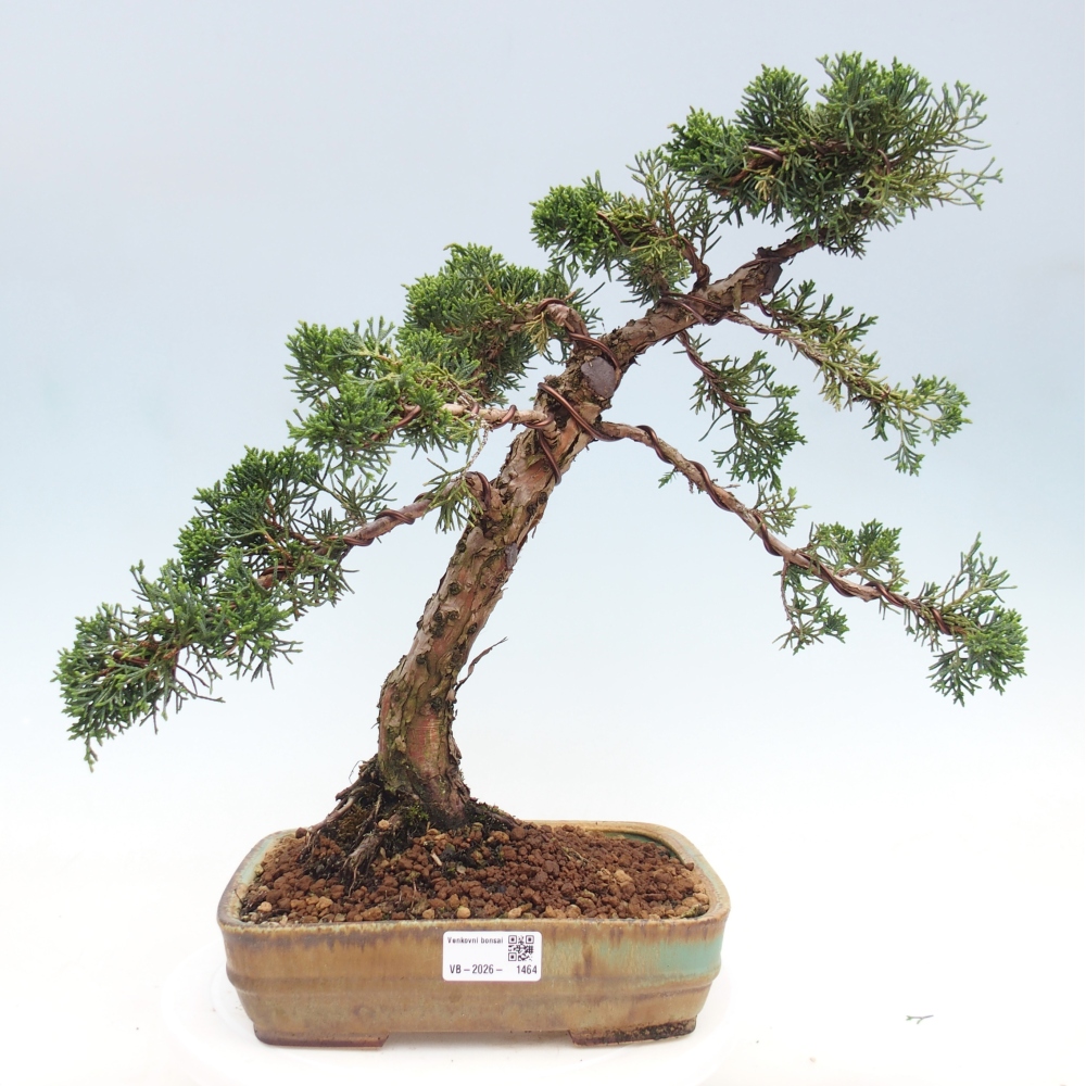 Outdoor bonsai - Juniperus chinensis Kishu