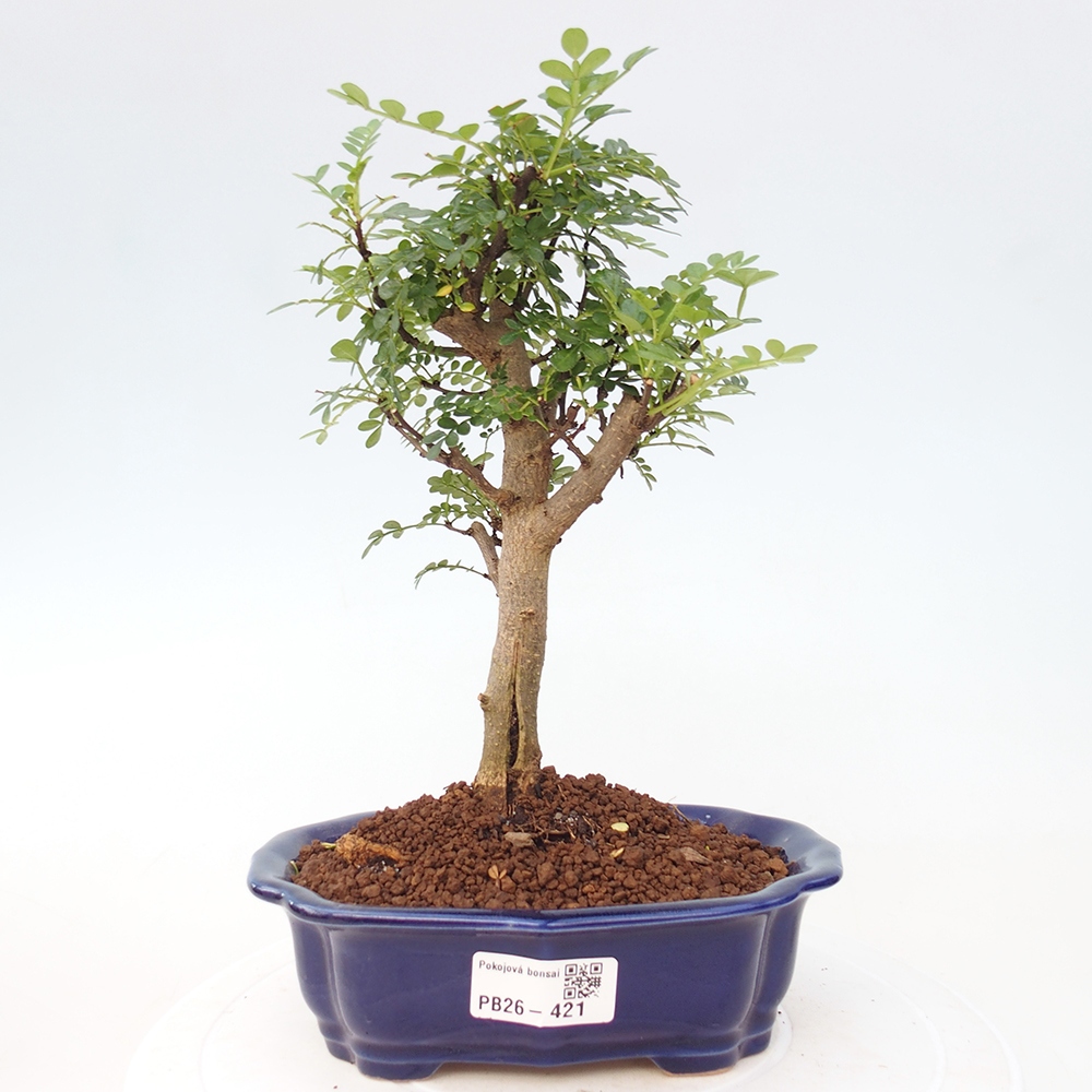 Pokój bonsai - Zantoxylum piperitum - drzewo pieprzowe