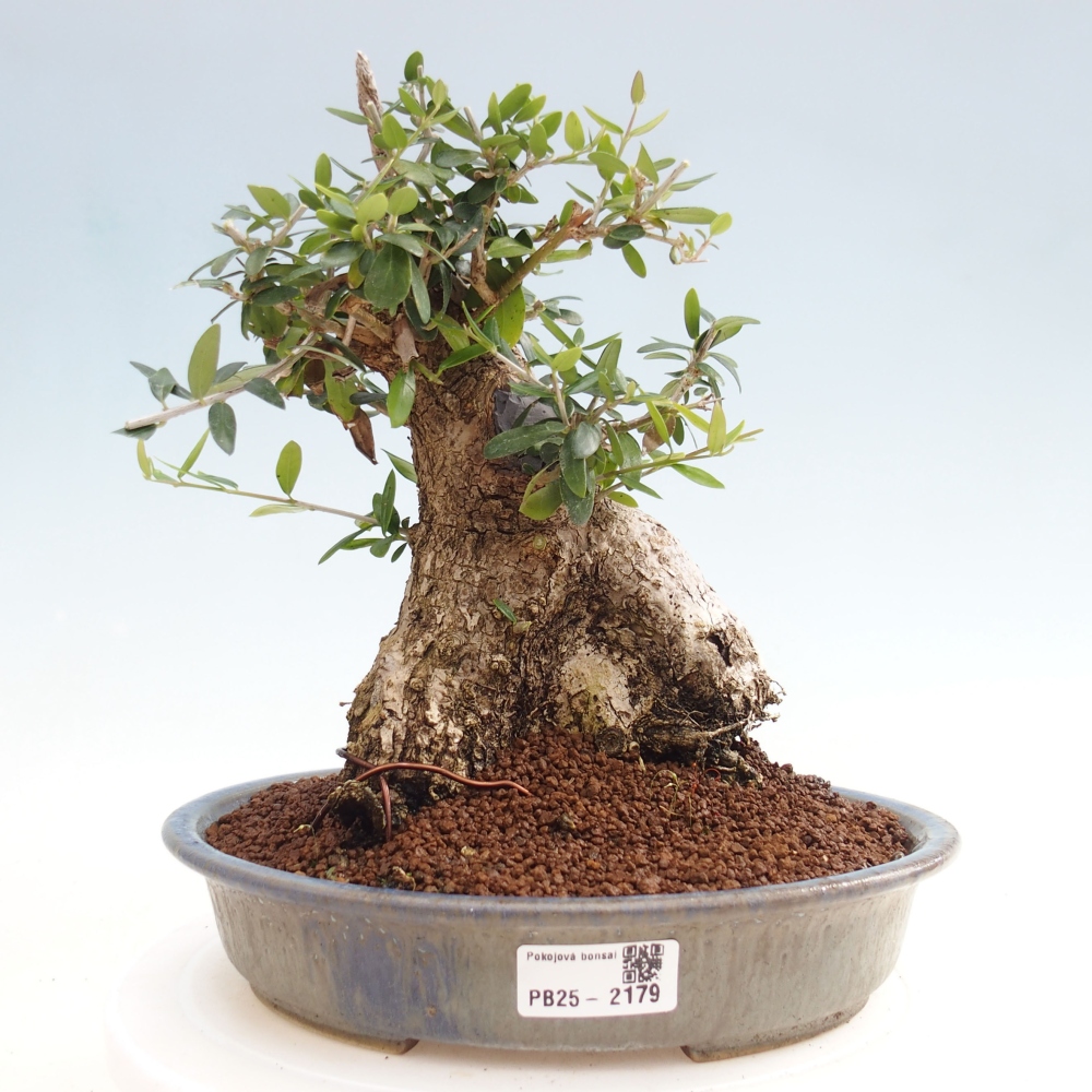 Kryte bonsai - Olea europaea sylvestris - Europejska oliwa z małych liści