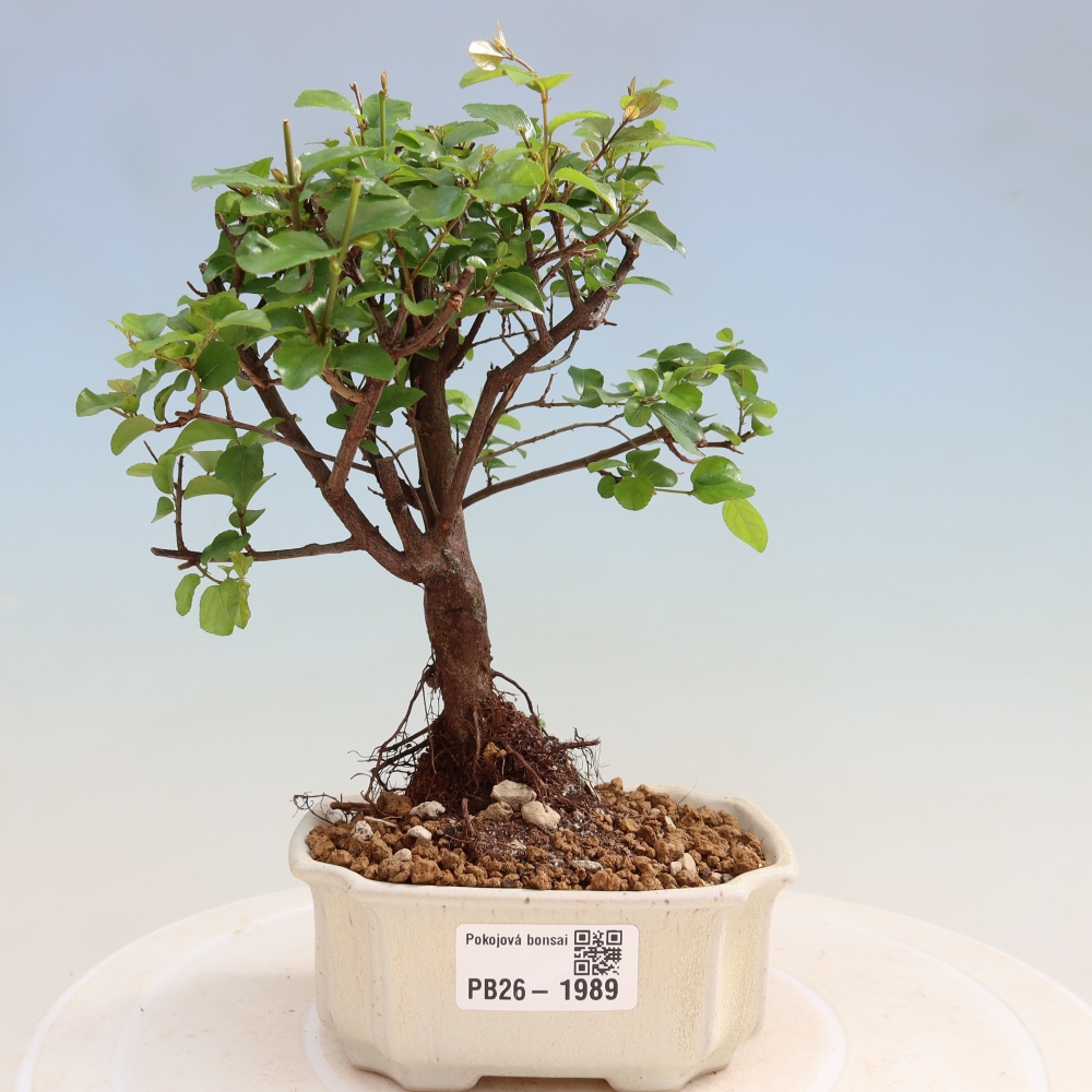 Bonsai pokojowe - Sageretia thea - Sageretia thea