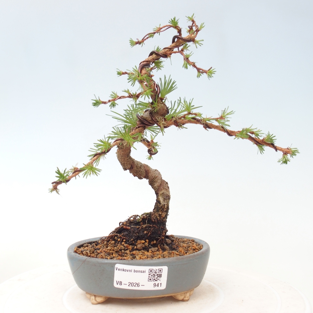 Outdoor bonsai - Larix Kaempferi - Modrzew japoński