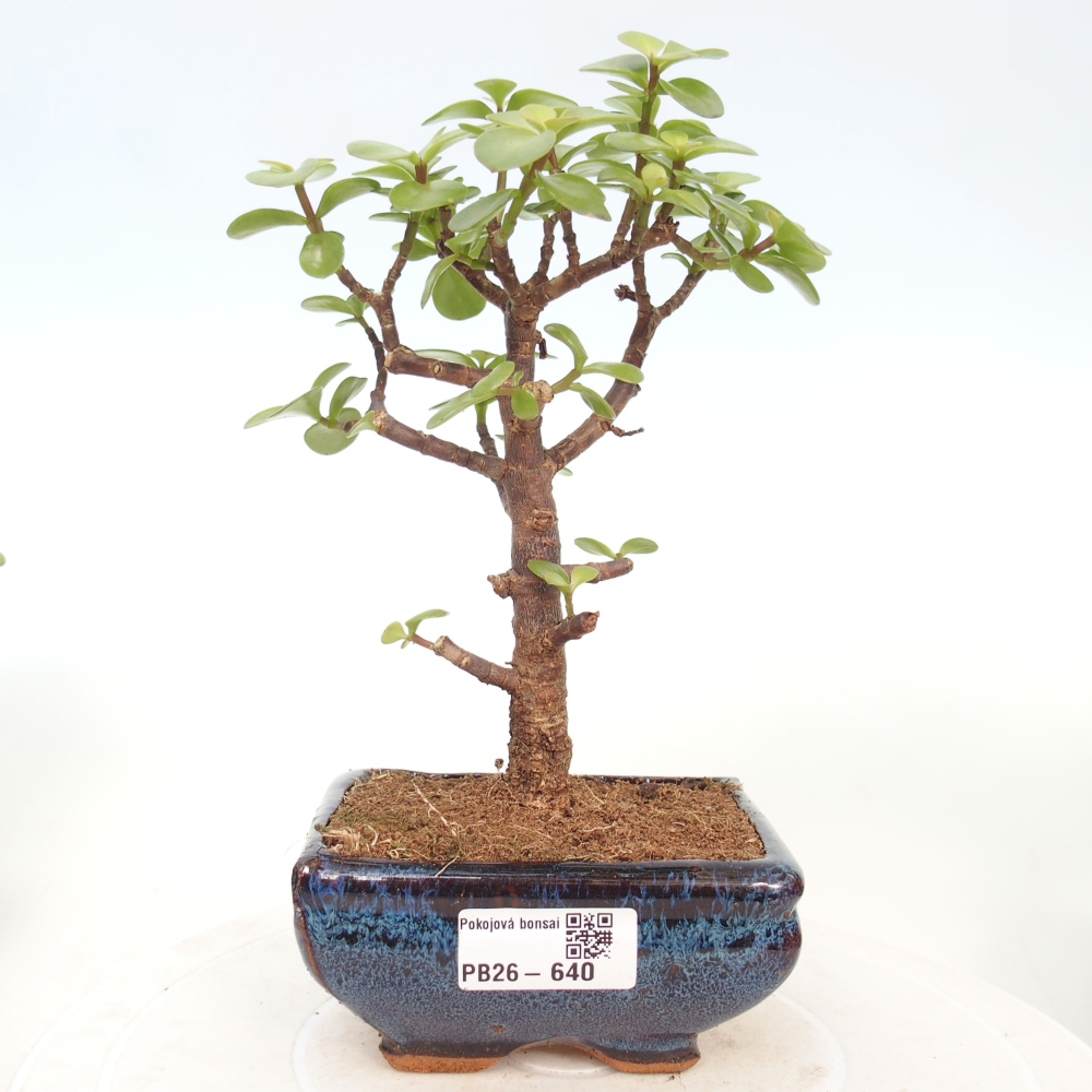 Pokój bonsai - Portulakaria Afra - Tlustice