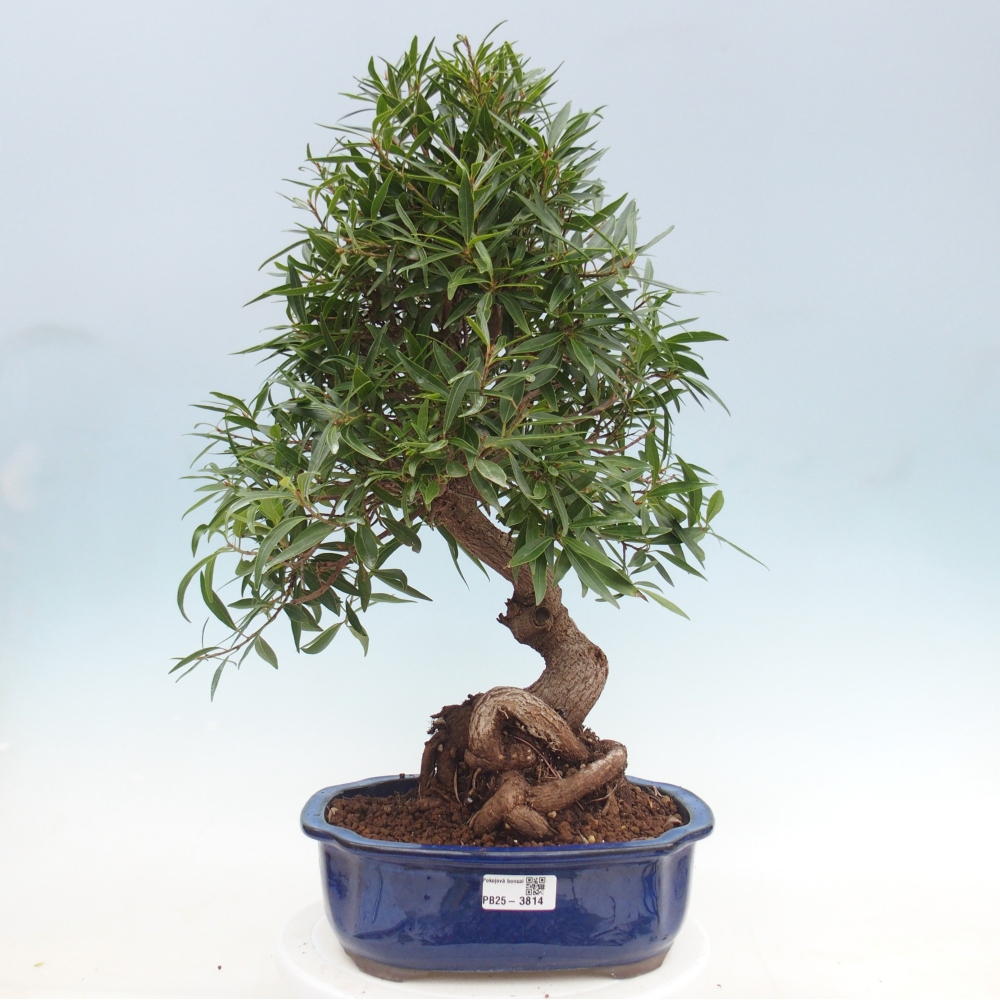 Pokój bonsai - Ficus nerifolia - figowiec drobnolistny
