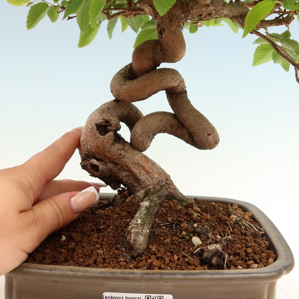 Outdoor bonsai - Carpinus coreana - grab koreański