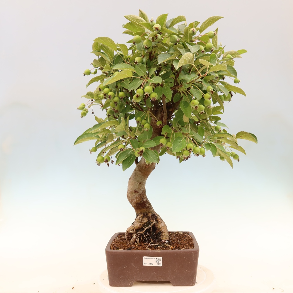 Outdoor bonsai - Malus halliana - Jabłoń drobnoowocowa