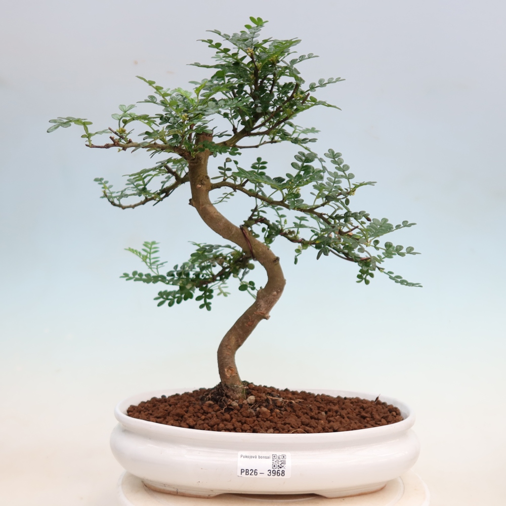 Pokój bonsai - Zantoxylum piperitum - drzewo pieprzowe