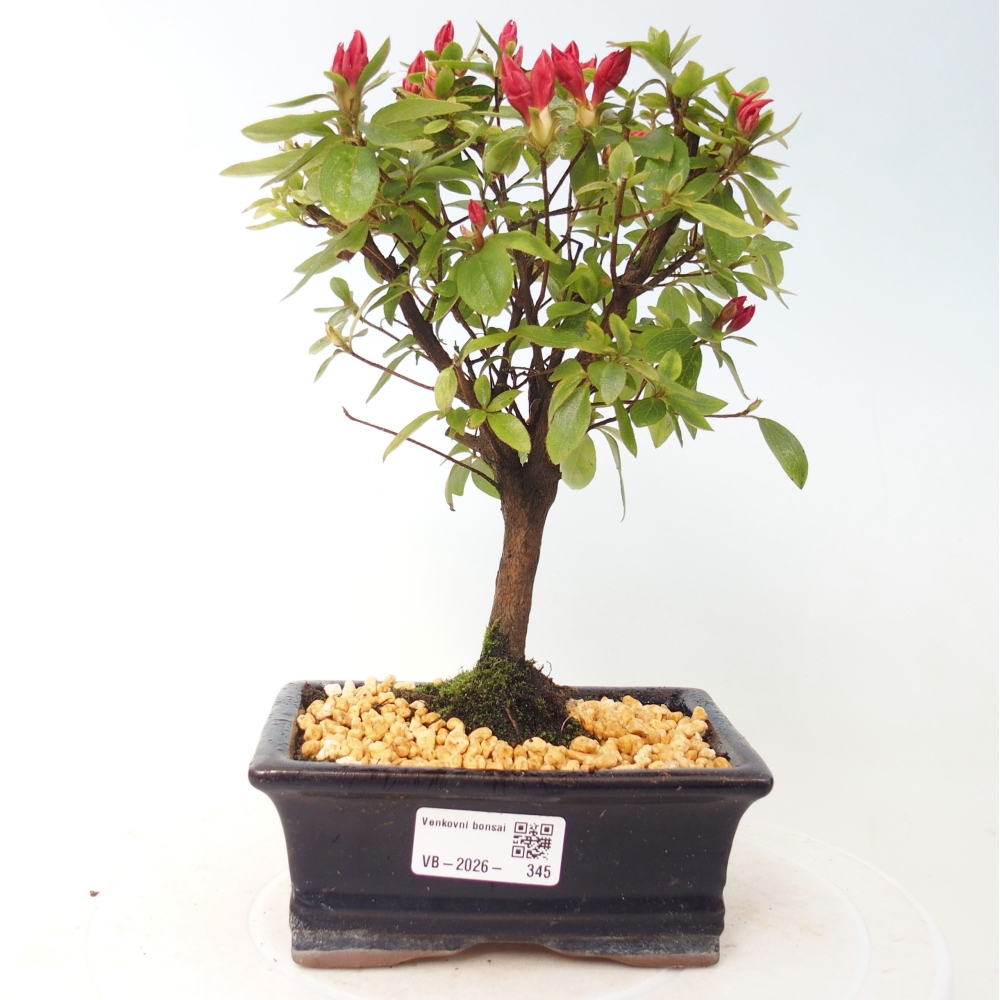 Outdoor bonsai - Azalia japońska - Azalea sp.