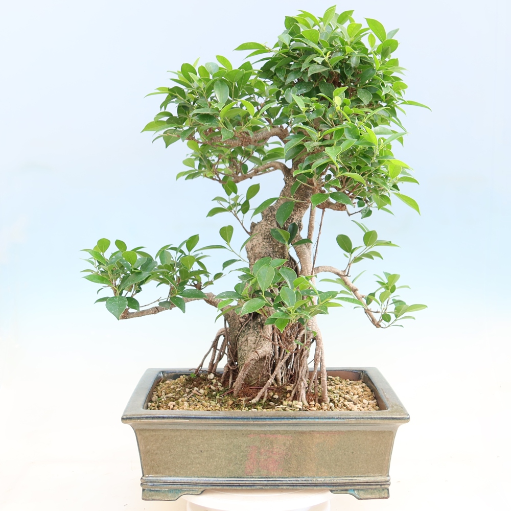 Pokój bonsai - Ficus kimmen - figowiec drobnolistny