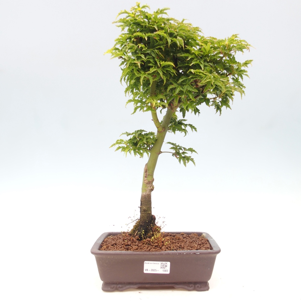 Bonsai zewnętrzne - klon Acer palmatum Shishigashira