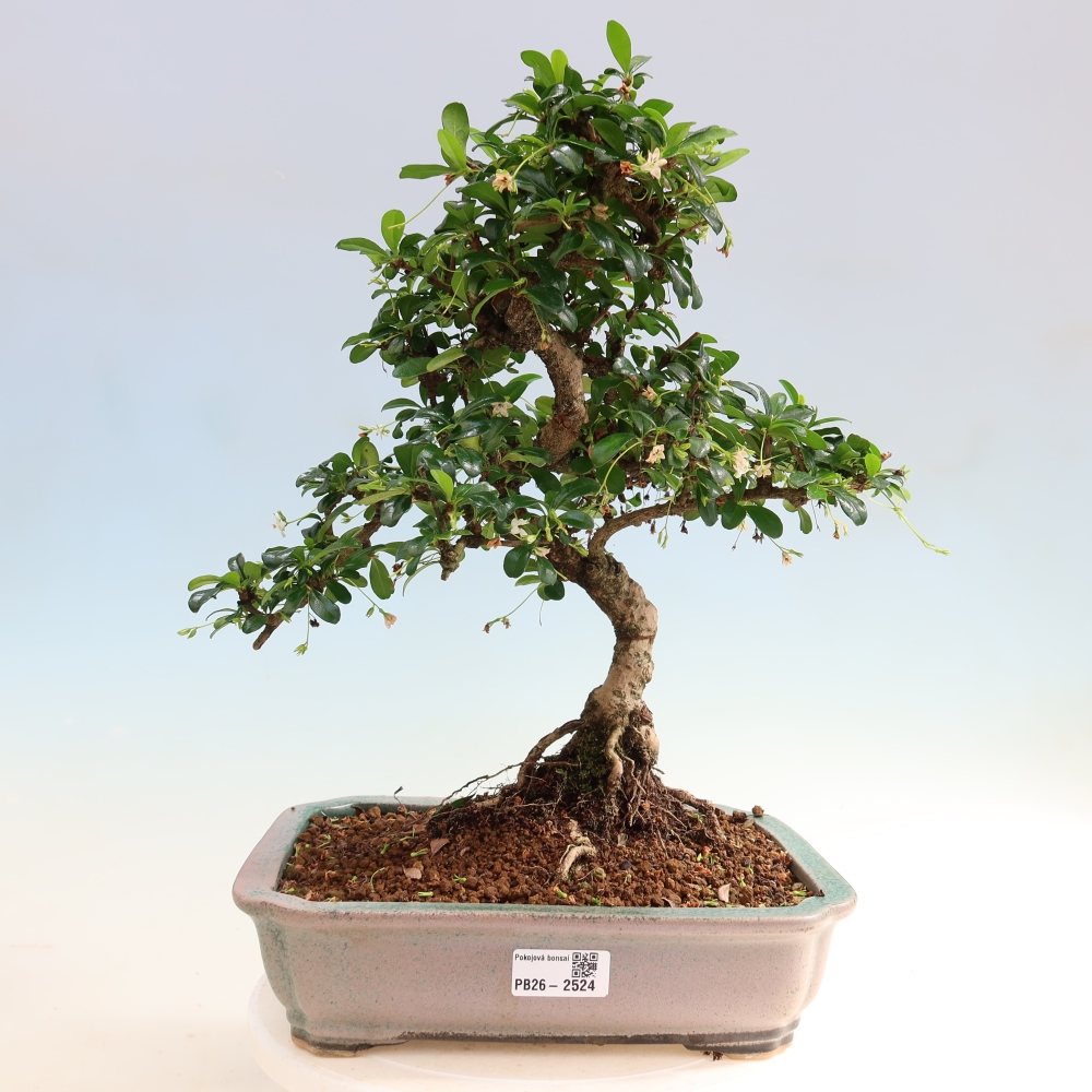 Bonsai pokojowe - Carmona macrophylla - Tea fuki