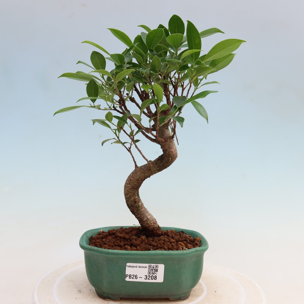Pokój bonsai - Ficus kimmen - figowiec drobnolistny