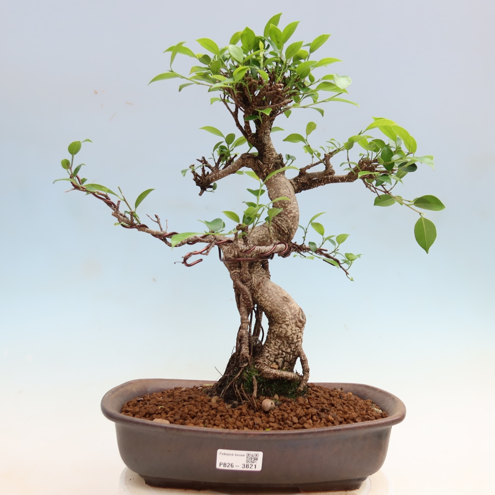 Pokój bonsai - Ficus kimmen - figowiec drobnolistny