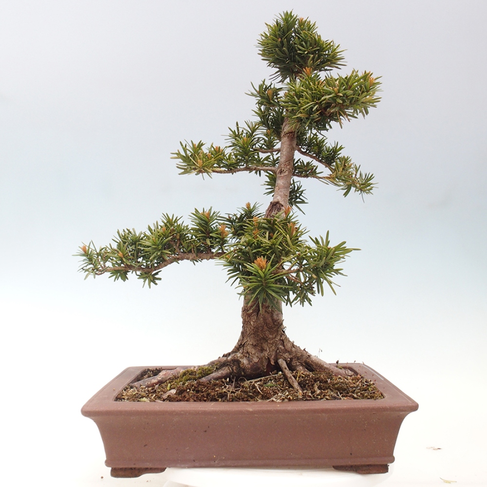 Bonsai na zewnątrz - Taxus cuspidata - cis japoński