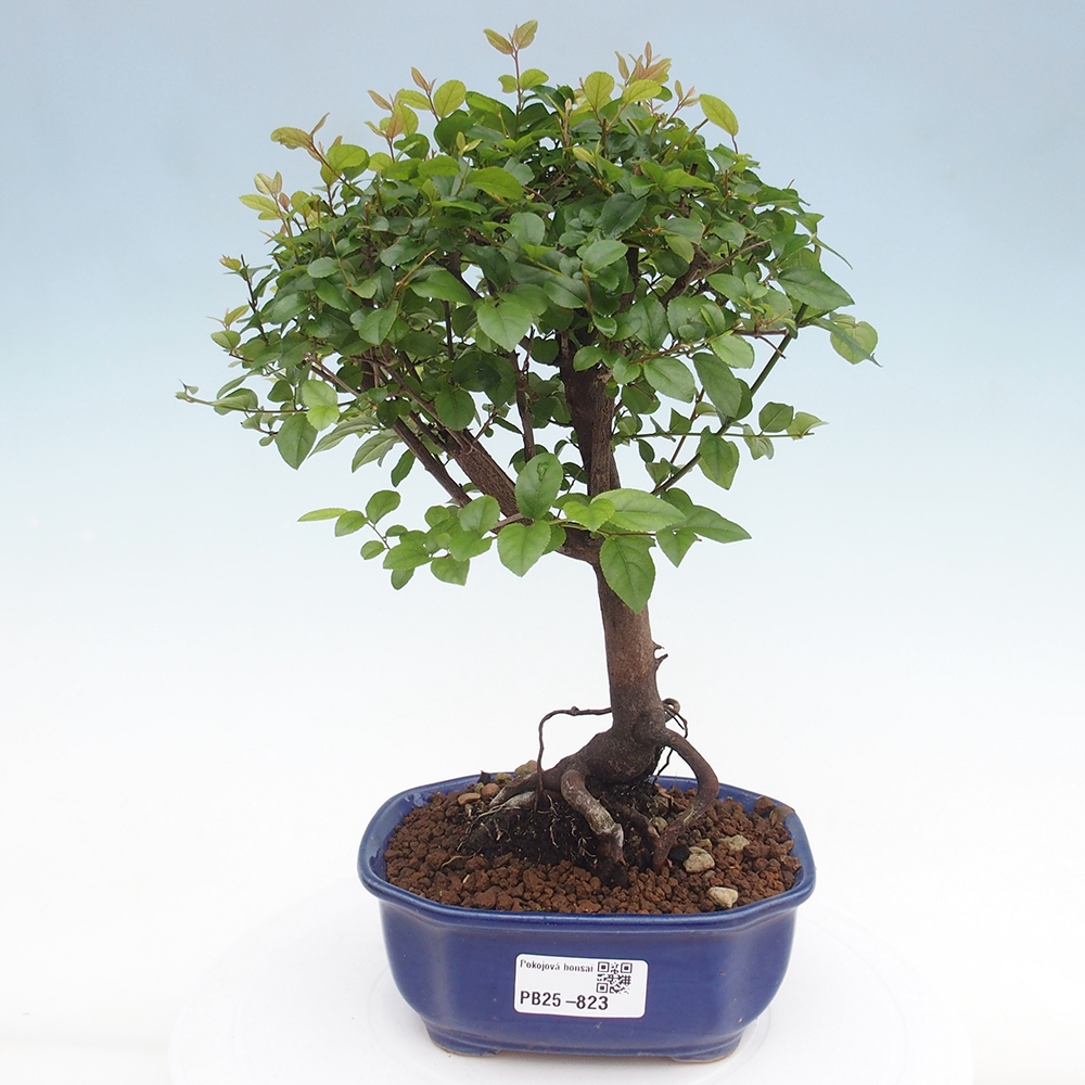Kryty bonsai - Sagerécie thea - Sagerécie thea