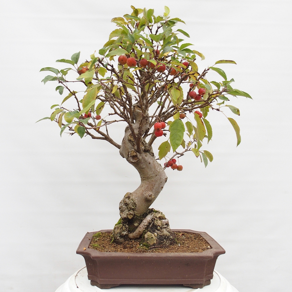 Bonsai plenerowe - Malus Halliana - Jabłoń drobnoowocowa