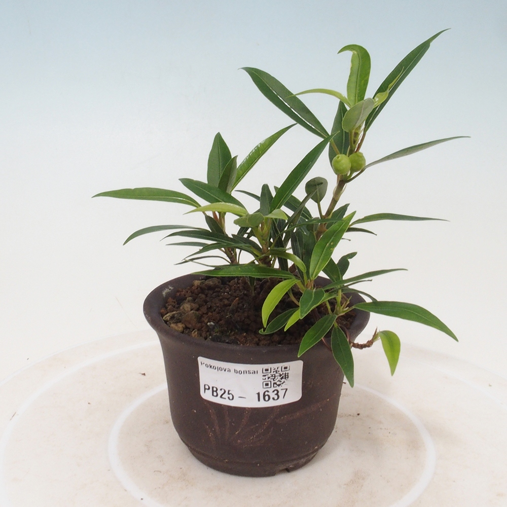 Bonsai wewnętrzne - Ficus nerifolia - figowiec drobnolistny