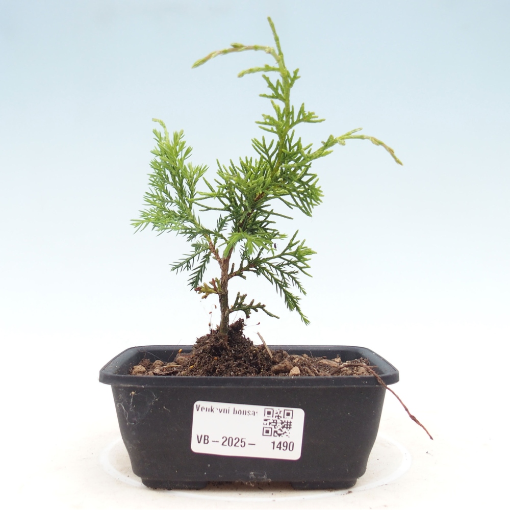Outdoor bonsai - Juniperus chinensis Itoigawa - Jałowiec chiński